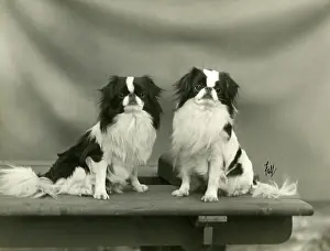 Omer: FALL/JAPANESE CHIN/1933