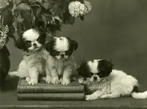 Tiny: FALL/JAPANESE CHIN/1934
