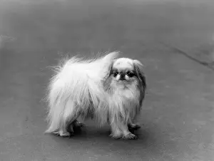 Tovey: FALL/JAPANESE CHIN/1936