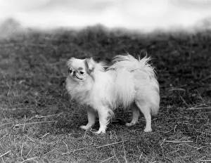 Omer: FALL/JAPANESE CHIN/1938