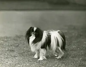 Bartlett: FALL/JAPANESE CHIN/1939