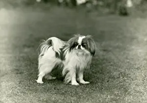 Tangerine: FALL/JAPANESE CHIN/1948