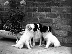 Kennel: FALL/JAPANESE CHIN/1959