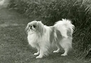 Cocorico: FALL/JAPANESE CHIN/1960