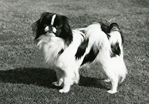 Fudo: FALL/JAPANESE CHIN/1972