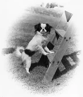 Rung: FALL/JAPANESE CHIN/1974
