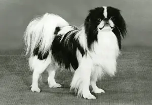 Miyako: FALL/JAPANESE CHIN/1986