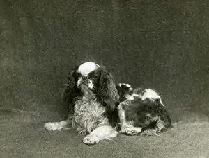 Lytton: FALL/K.C. SPANIEL/1912