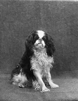 Lytton: FALL/K.C. SPANIEL/1912