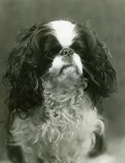 Lytton: FALL/K.C. SPANIEL/1912