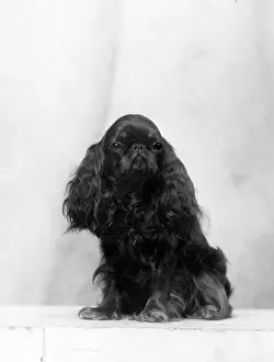 Mallock: FALL/K.C. SPANIEL/1934