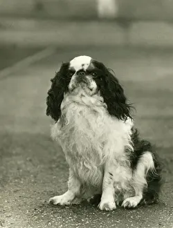 Kennel: FALL/K.C. SPANIEL/1938