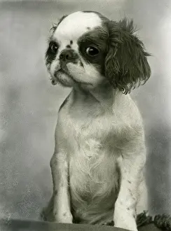Clayton: FALL/K.C. SPANIEL/1938