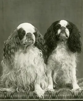 Barham: FALL/K.C. SPANIEL/1941
