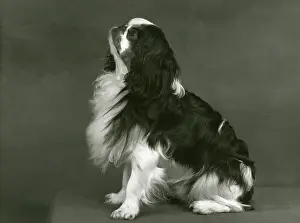 Chisholm: FALL/K.C. SPANIEL/1953