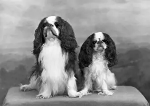 Lucia: FALL/K.C. SPANIEL/1955