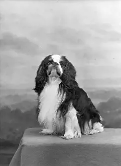 Galliard: FALL/K.C. SPANIEL/1955