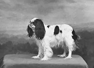 Chisholm: FALL/K.C. SPANIEL/1955