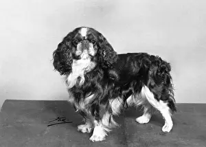 Pennington: FALL/K.C. SPANIEL/1963