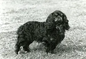 Lucia: FALL/K.C. SPANIEL/1963