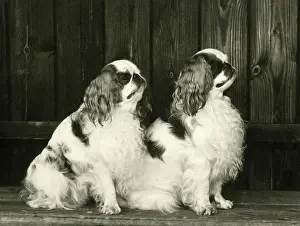 Jeremiah: FALL/K.C. SPANIEL/1964