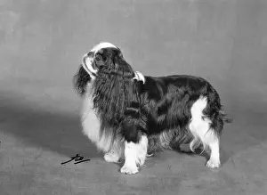 Pennington: FALL/K.C. SPANIEL/1967