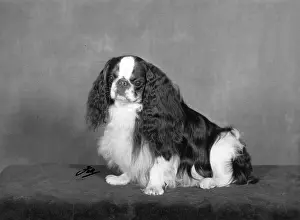 Pennington: FALL/K.C. SPANIEL/1967