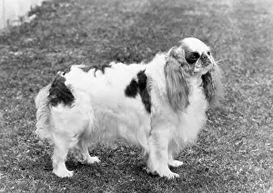 Tudorhurst: FALL/K.C. SPANIEL/1971