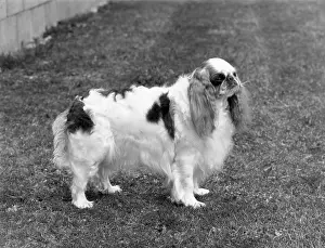 Tudorhurst: FALL/K.C. SPANIEL/1971