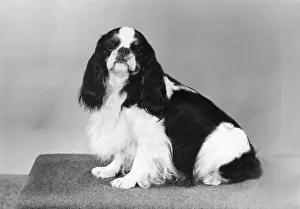 Tudorhurst: FALL/K.C. SPANIEL/1975