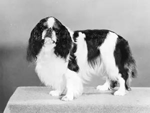 Tudorhurst: FALL/K.C. SPANIEL/1977