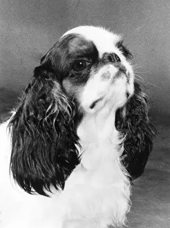 Curtana: FALL/K.C. SPANIEL/1977