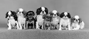 Pennington: FALL/K.C. SPANIEL/1977