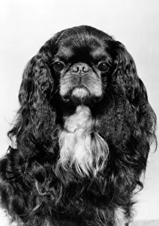 Tudorhurst: FALL/K.C. SPANIEL/1978