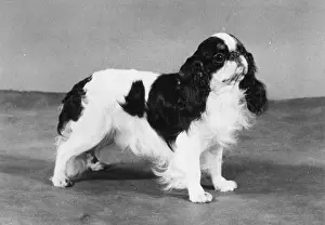 Tudorhurst: FALL/K.C. SPANIEL/1978