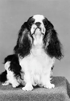 Curtana: FALL/K.C. SPANIEL/1982