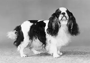 Curtana: FALL/K.C. SPANIEL/1982
