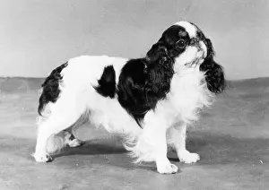 Tudorhurst: FALL/K.C. SPANIEL/1982