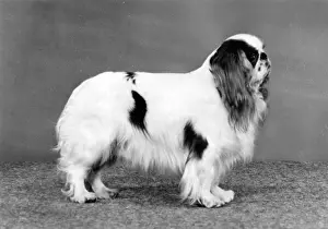 Curtana: FALL/K.C. SPANIEL/1989