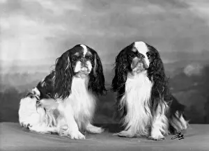 Chisholm: FALL/K.C. SPANIELS/1957