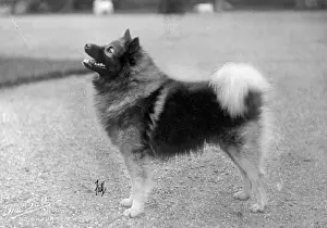 Keeshond: FALL/KEESHOND/1930