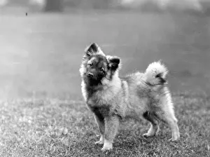 Keeshond: FALL/KEESHOND/1932