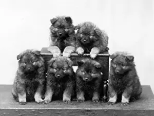 Lewes: FALL/KEESHOND/1936
