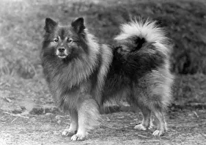 Blackie: FALL/KEESHOND/1946