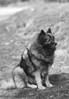 Digby: FALL/KEESHOND/1946