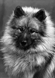 Bourne: FALL/KEESHOND/1956