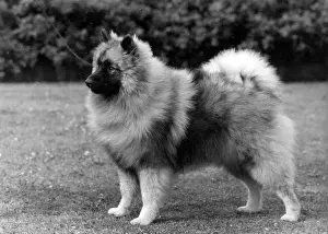 Keeshond: FALL/KEESHOND/1964
