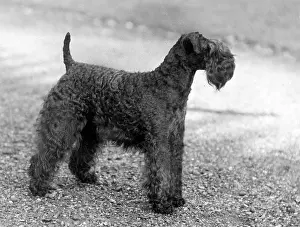 Kerry: FALL/KERRY BLUE TERRIER