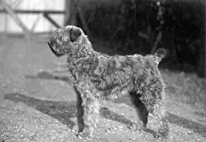 Kerry: FALL/KERRY BLUE TERRIER