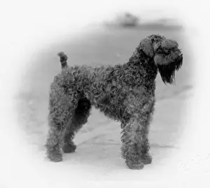 Kerry: FALL/KERRY BLUE TERRIER